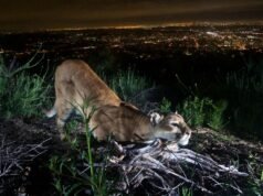 SoCal, leões da montanha central agora estão listados como ameaçados de extinção