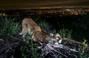 SoCal, leões da montanha central agora estão listados como ameaçados de extinção