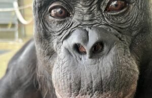 Os macacos podem brincar de fingir? Cientistas usam uma festa de chá imaginária para descobrir