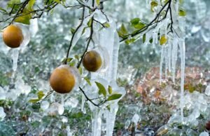 Neve mais forte, voos cancelados – e, na Flórida, queda de iguanas