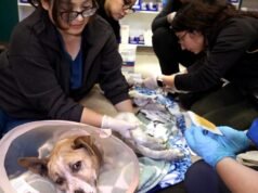 Animais de estimação precisavam de ajuda durante o incêndio em Los Angeles. O novo projeto de lei visa ajudar