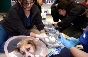 Animais de estimação precisavam de ajuda durante o incêndio em Los Angeles. O novo projeto de lei visa ajudar