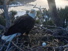 O casal Eagle Bear Jackie e Shadow botou um novo ovo quando seu primeiro vínculo foi quebrado