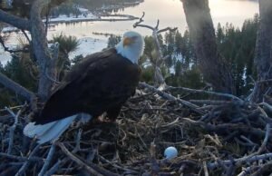 O casal Eagle Bear Jackie e Shadow botou um novo ovo quando seu primeiro vínculo foi quebrado
