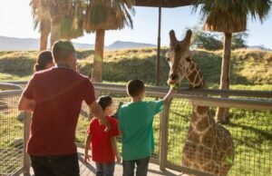 10 coisas divertidas para fazer com as crianças em Palm Springs