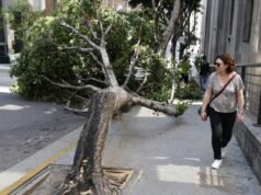 Homem de Los Angeles que passou 7 dias cortando árvores foi condenado