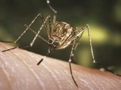 Os mosquitos estão de volta com picadas no SoCal. Por que eles se mudam no inverno?