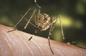 Os mosquitos estão de volta com picadas no SoCal. Por que eles se mudam no inverno?