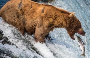 Participante: Existe o dever de salvar os animais do sofrimento natural?