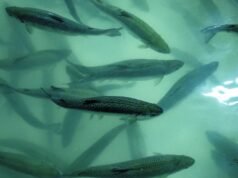 Participante: A piscicultura industrial causa infecções