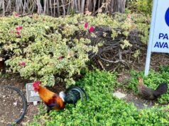 Os residentes do Havaí que estão cansados de cantar cedo e de ataques agudos podem ser autorizados a matar galinhas selvagens
