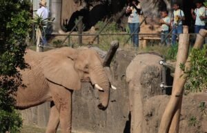 Primeira olhada no Elephant Valley dentro do San Diego Zoo Safari Park