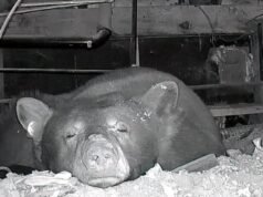 Vídeo: Mamãe ursa e 3 filhotes são companheiros inesperados de um locatário de Lake Tahoe