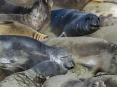 A gripe aviária H5N1 foi detectada pela primeira vez em elefantes marinhos da Califórnia