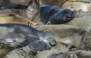 A gripe aviária H5N1 foi detectada pela primeira vez em elefantes marinhos da Califórnia