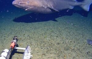 Pela primeira vez, um tubarão inesperado foi capturado por uma câmera nas profundezas quase congelantes da Antártica