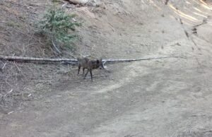 Lobos chegaram à área de Los Angeles pela primeira vez em mais de um século