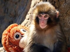 Soco: O macaquinho nos faz rir, chorar, nos ver em suas lutas