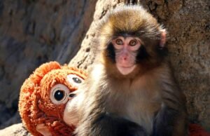 Soco: O macaquinho nos faz rir, chorar, nos ver em suas lutas