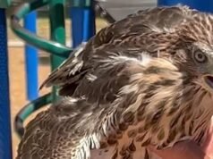 Frutas protegidas pelo estado dadas para namoro, BuzzBall no vídeo, disseram autoridades