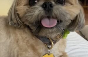 Leão da montanha puxa ‘perna’ de cachorro para longe de casa em Glendale