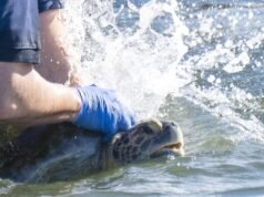 Tartaruga marinha com três nadadeiras retorna ao rio San Gabriel após longa recuperação