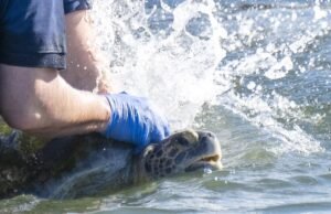 Tartaruga marinha com três nadadeiras retorna ao rio San Gabriel após longa recuperação