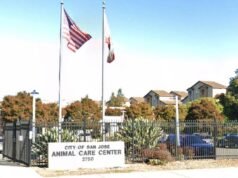 O artigo viral afirmava que um cachorro estava enfrentando a eutanásia em um abrigo na Califórnia. É um golpe de IA