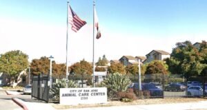 O artigo viral afirmava que um cachorro estava enfrentando a eutanásia em um abrigo na Califórnia. É um golpe de IA