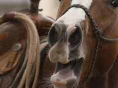 As patas de um cavalo podem ser diferentes das dos animais. Os cientistas agora sabem como fazer isso