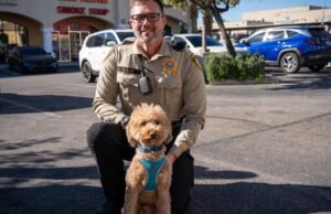 Goldendoodle abandonado no aeroporto foi recolhido pela polícia que o resgatou