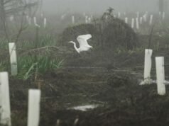 O que poderia fortalecer a costa da Louisiana contra o agravamento da tempestade? Quatro anos e 30.000 árvores