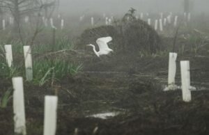 O que poderia fortalecer a costa da Louisiana contra o agravamento da tempestade? Quatro anos e 30.000 árvores