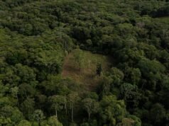 Conexão na Amazônia: o projeto que pode mudar o acesso à internet nas áreas esquecidas