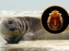 A maior foca do mundo e o piolho: um elo oculto e antigo que revela os segredos do mar