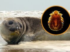 A maior foca do mundo e o piolho: um elo oculto e antigo que revela os segredos do mar