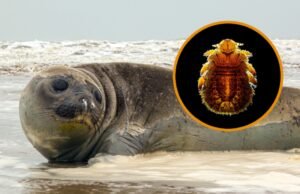 A maior foca do mundo e o piolho: um elo oculto e antigo que revela os segredos do mar