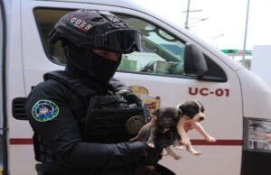 Procuram um veterinário ilegal em Ecatepec: informam que haverá restos de animais.