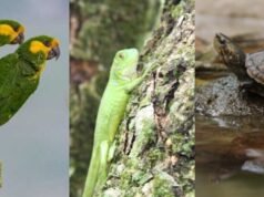 As autoridades ambientais alertaram que a exportação de iguanas verdes e tartarugas marinhas poderia agravar a crise da Páscoa.