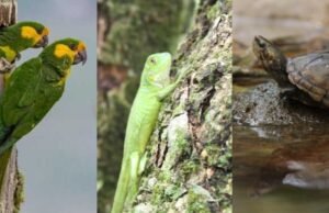 As autoridades ambientais alertaram que a exportação de iguanas verdes e tartarugas marinhas poderia agravar a crise da Páscoa.