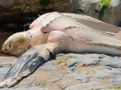 Um exemplar da maior tartaruga do mundo pode ser encontrado na Cantábria: a espécie é classificada como “vulnerável”.