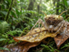 Foi encontrada na Amazônia uma aranha que imita um cogumelo para sobreviver