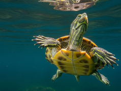 Por que os especialistas temem que mais de 150 mortes de tartarugas em lagos canadenses possam acontecer novamente