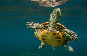 Por que os especialistas temem que mais de 150 mortes de tartarugas em lagos canadenses possam acontecer novamente