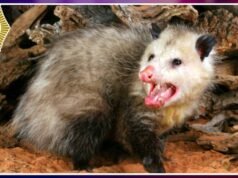 Eles resgataram um gambá ferido após ser pisoteado nas ruas da prefeitura de Cuauhtémoc.