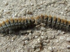 Pela primeira vez, documentam predadores comendo fêmeas grandes em sequência: esta pode ser a chave para controlar a espécie.