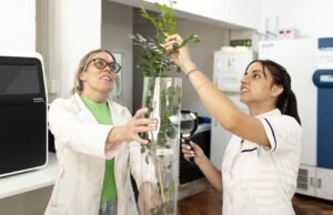 Startup científica de Misiones avança contra uma das pragas mais perigosas da agricultura