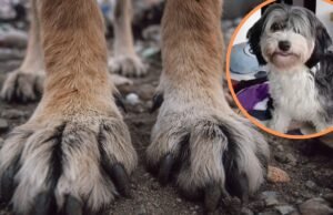 Os casos de abuso de animais em Usme serão julgados de acordo com a Lei dos Anjos