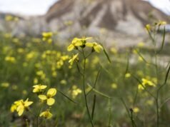 Tempo seco vai alternar com chuva esta semana, com previsão de subida das temperaturas a partir de segunda-feira
