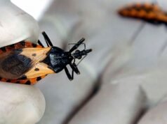 O Ministério da Saúde autorizou o Benznidazol e abriu as portas para o tratamento oportuno de Chagas na Colômbia